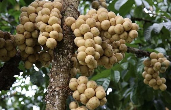 Fresh lansones (organic fruit)-US - Image 9