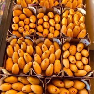 Freshly picked yellow mangoes-US