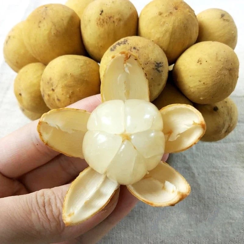 Fresh lansones (organic fruit)-US - Image 3