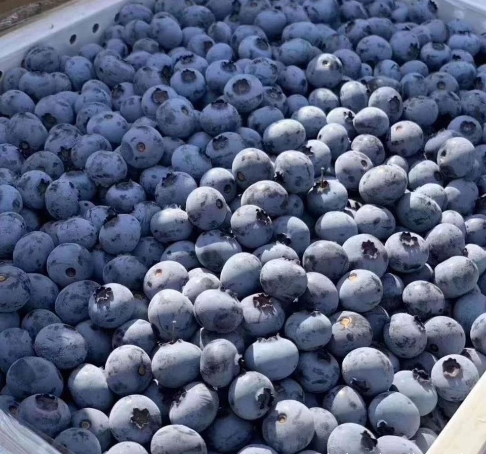 Fresh blueberry (organic fruit)-US - Image 5