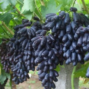 Fresh black grape (organic fruit)-P