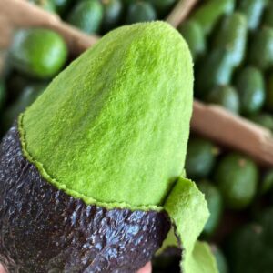 Fresh avocado (organic fruit)-US