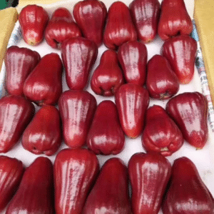 Fresh wax apple (organic fruit)-US