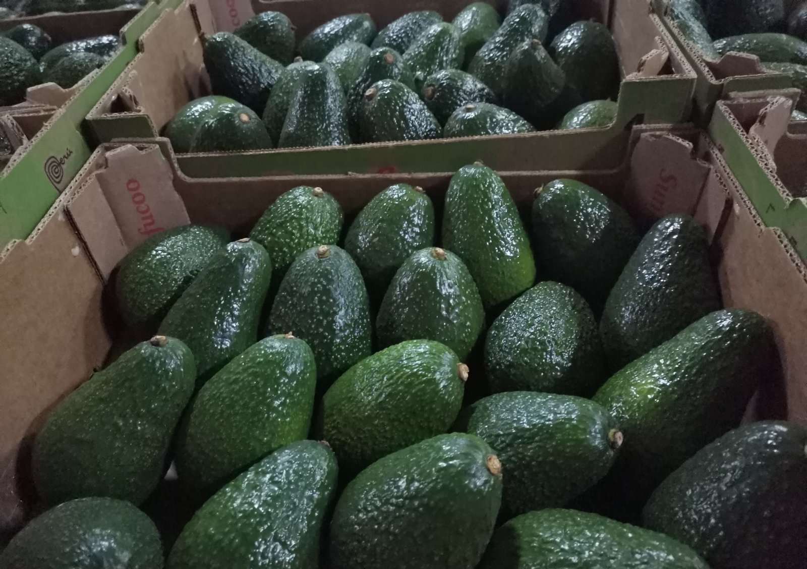 Fresh avocado (organic fruit)-P - Image 3
