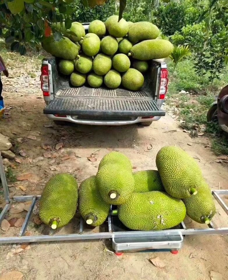 Fresh jackfruit (organic fruit)-P - Image 8