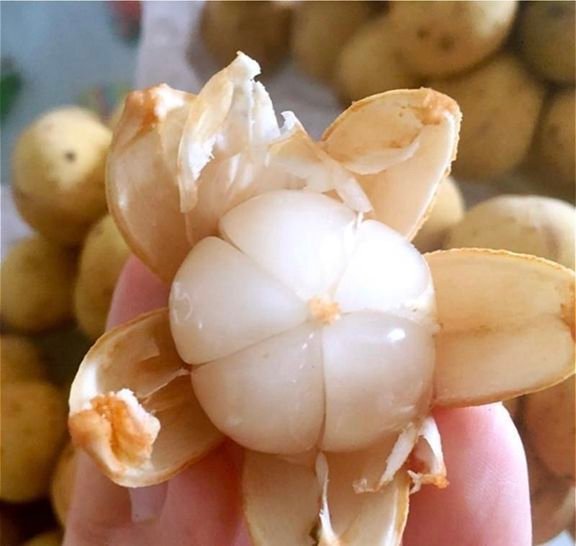 Fresh lansones (organic fruit) - Image 7