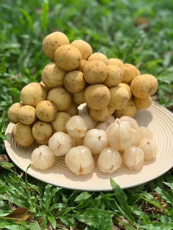 Fresh lansones (organic fruit)