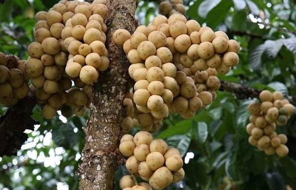 Fresh lansones (organic fruit) - Image 9