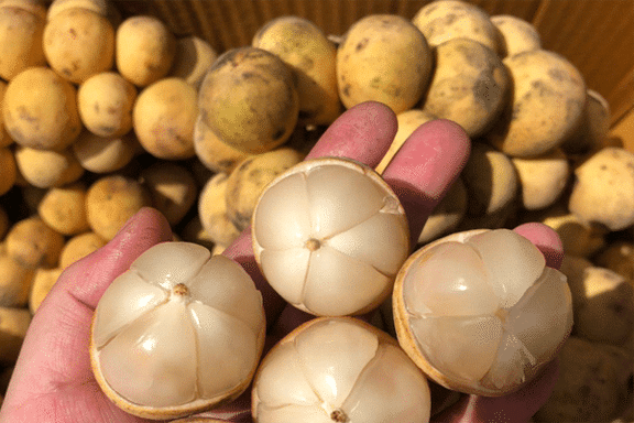 Fresh lansones (organic fruit) - Image 8