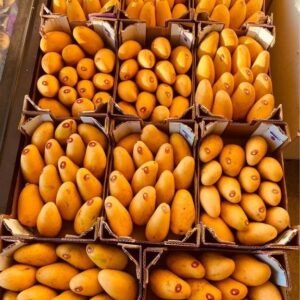 Freshly picked yellow mangoes