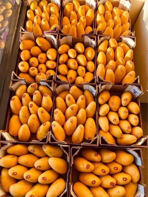 Freshly picked yellow mangoes