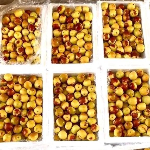 Fresh sweet date (organic fruit)-P - Image 6