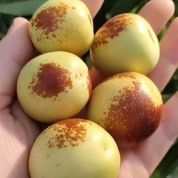 Fresh sweet date (organic fruit)-P - Image 3