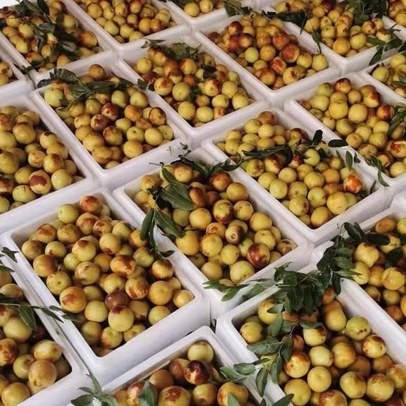 Fresh sweet date (organic fruit)-P - Image 5