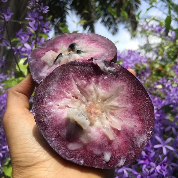 Fresh stars apples (organic fruit)-P - Image 5
