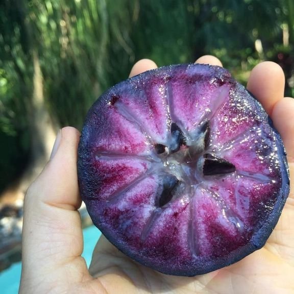 Fresh stars apples (organic fruit)-P - Image 6