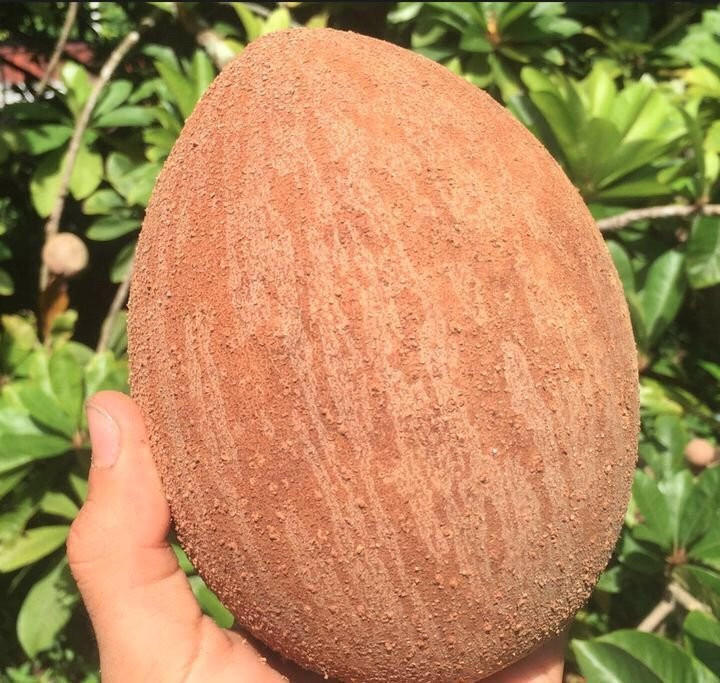 Fresh mamey sapote (organic fruit)-P - Image 2