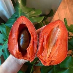 Fresh mamey sapote (organic fruit)