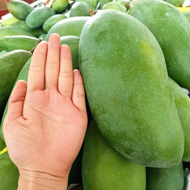 Fresh Thai mango (organic fruit) - Image 3