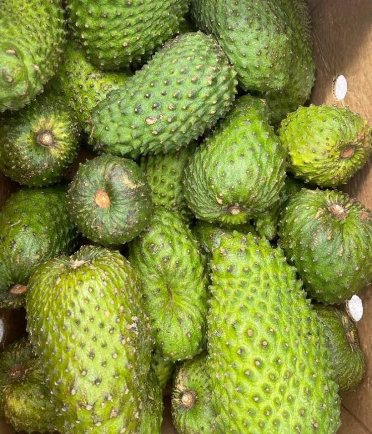 Fresh Soursop (organic fruit)
