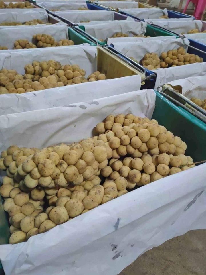 Fresh lansones (organic fruit) - Image 10