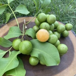 Mamoncillos quenepas (organic fruit)-P