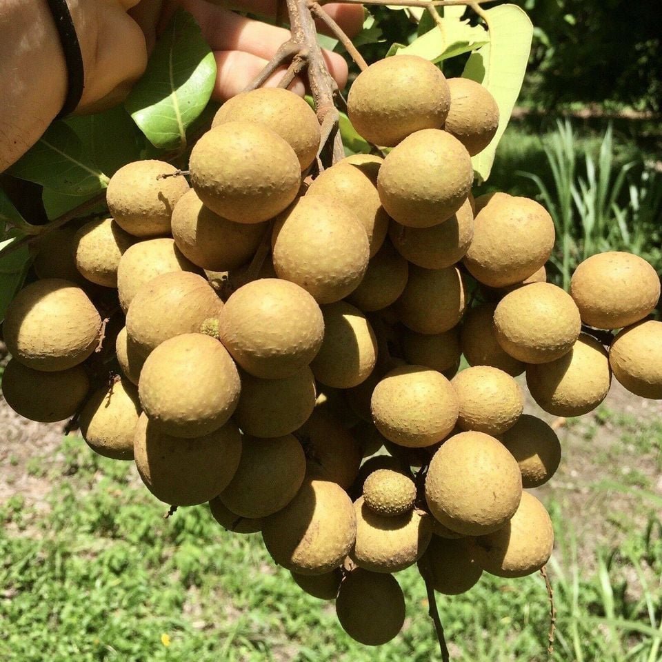 Fresh longan (organic fruit)-P - Image 2