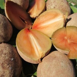 Fresh sapodilla(organic Fruits)
