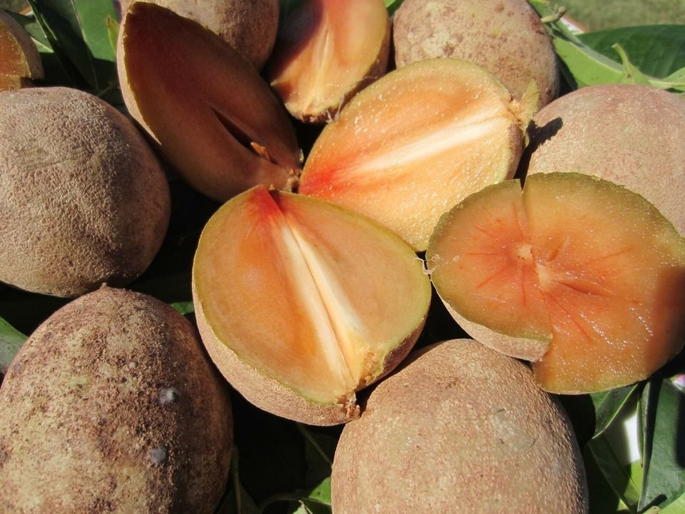 Fresh sapodilla(organic Fruits)