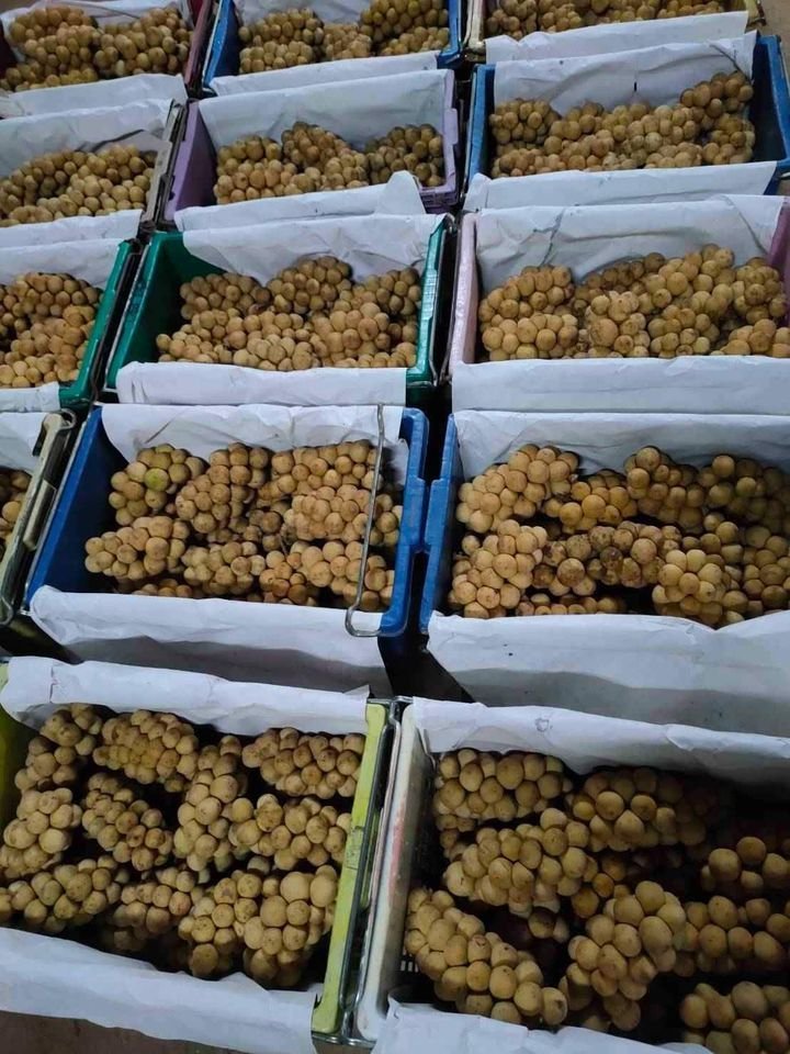 Fresh lansones (organic fruit) - Image 11
