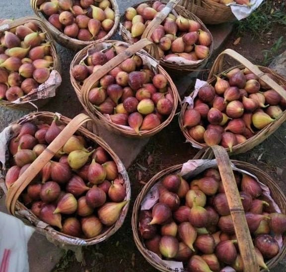 Fresh figs (organic fruit) - Image 7