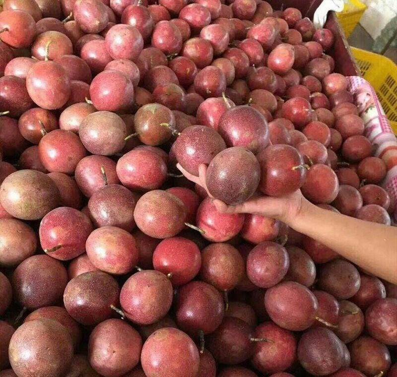 Fresh purple passion fruit (organic fruits)-P - Image 2