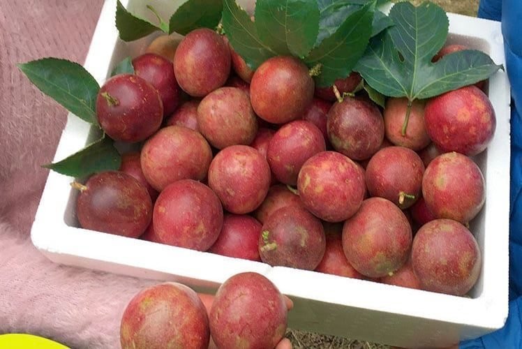 Fresh purple passion fruit (organic fruits)-P - Image 4