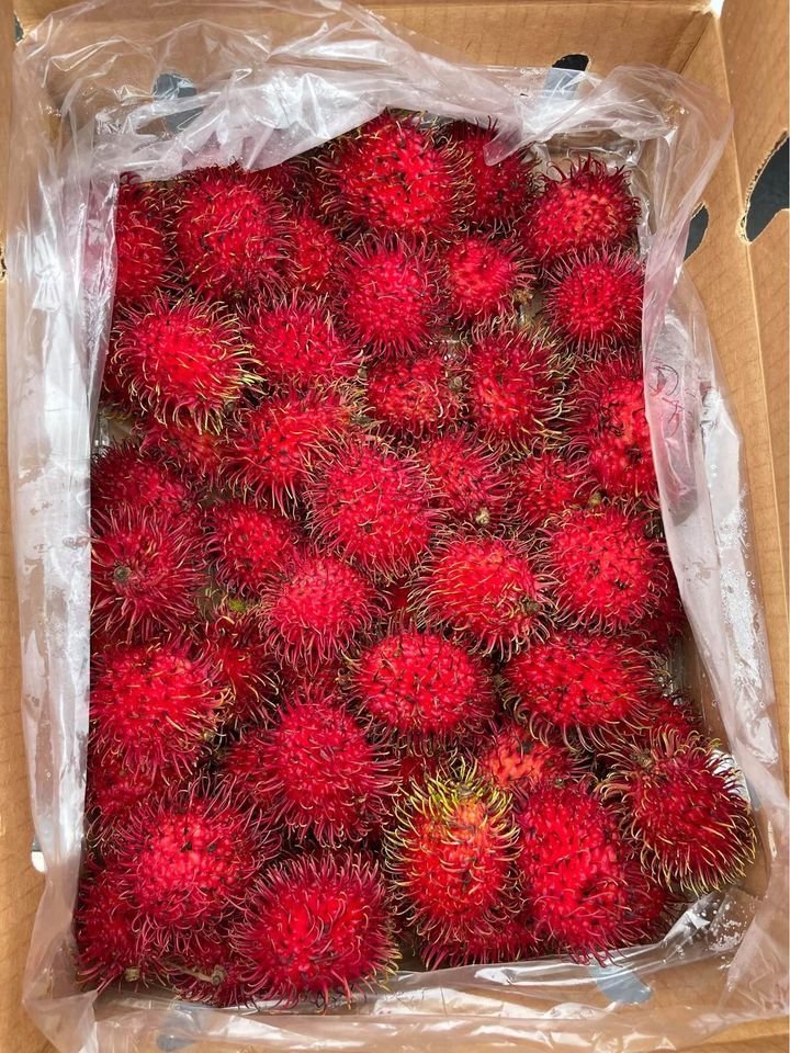 Fresh rambutan (organic fruit)