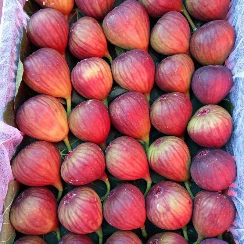 Fresh figs (organic fruit) - Image 6