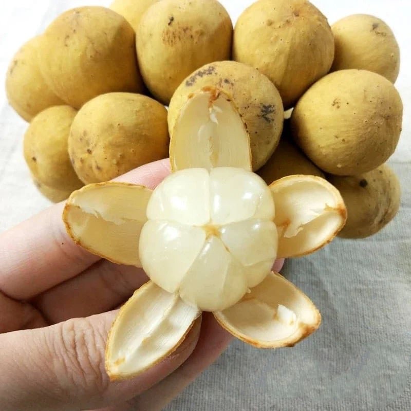 Fresh lansones (organic fruit) - Image 3
