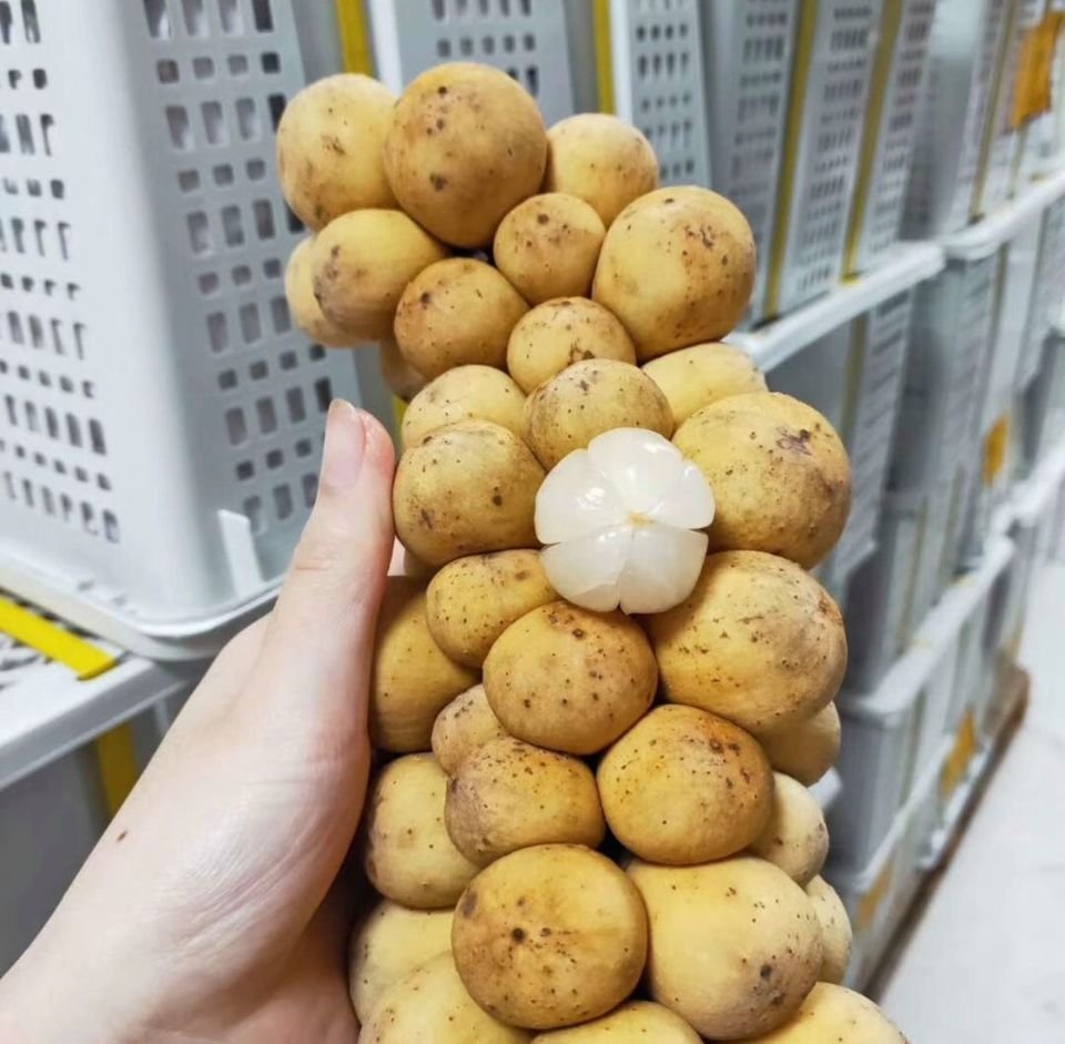 Fresh lansones (organic fruit) - Image 2