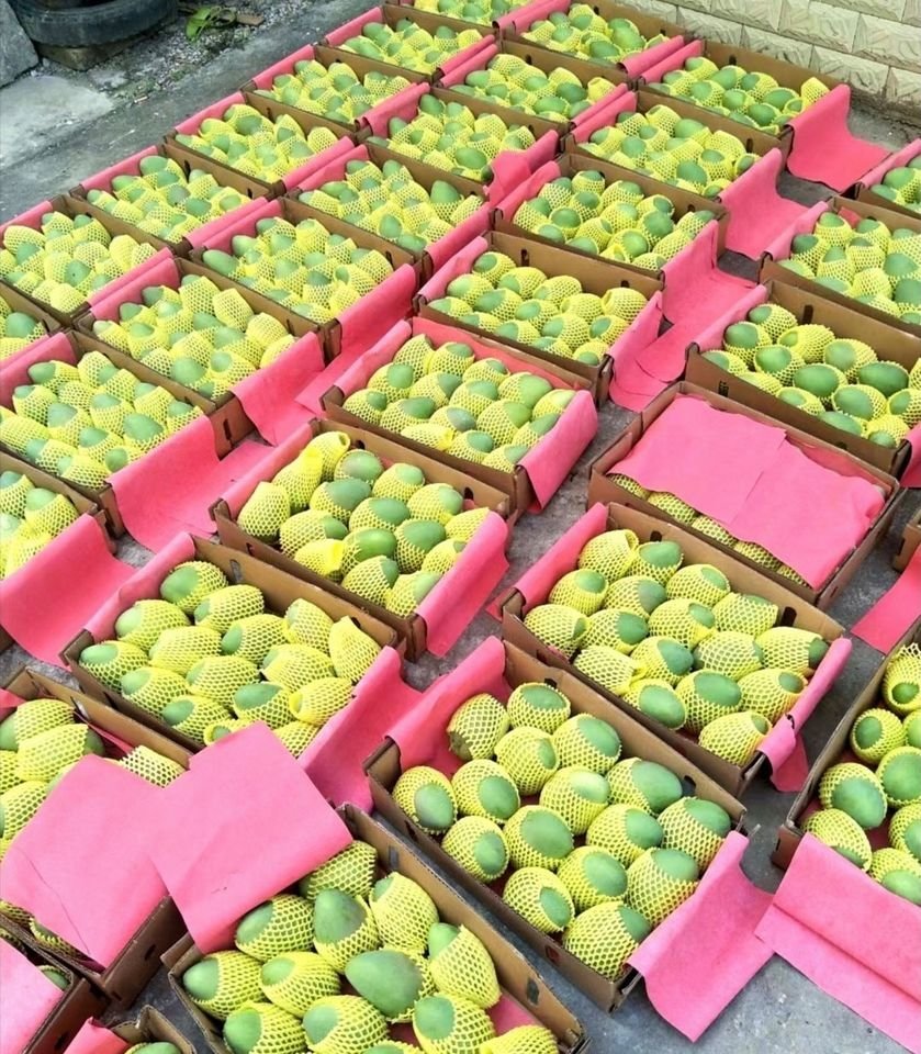 Fresh Thai mango (organic fruit) - Image 2