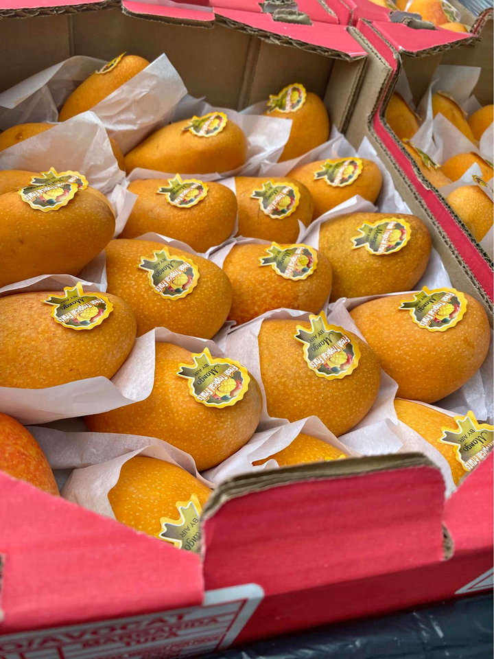 Freshly picked yellow mangoes - Image 4