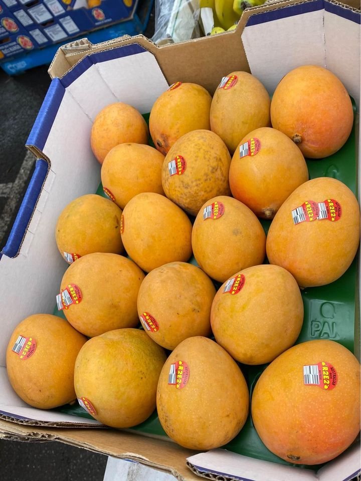 Freshly picked yellow mangoes - Image 5