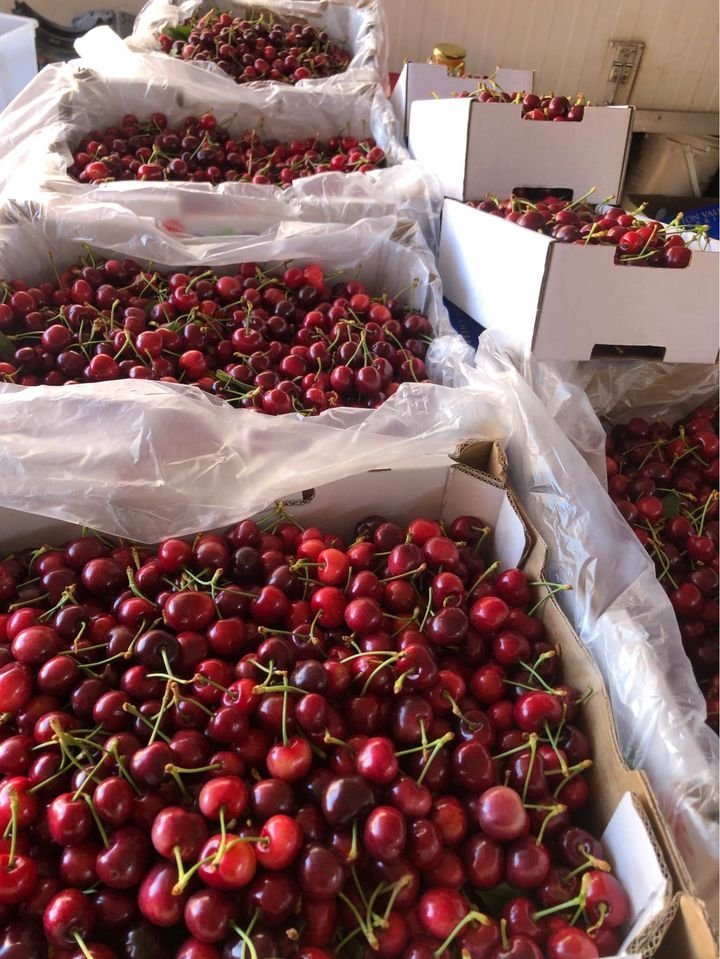 Fresh cherries (organic fruit)-P - Image 6