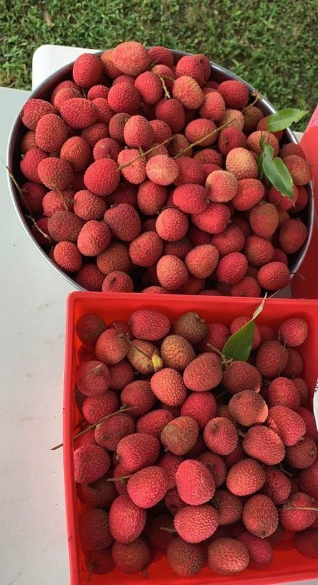 Fresh lychees (organic fruit) -P - Image 6