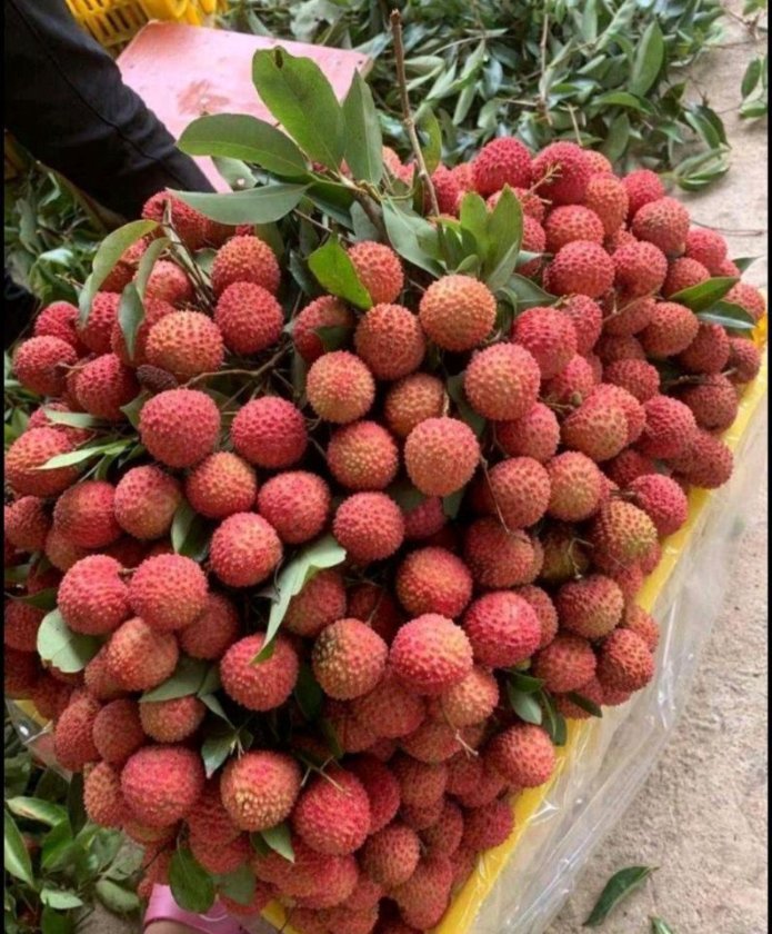 Fresh lychees (organic fruit) -P - Image 7