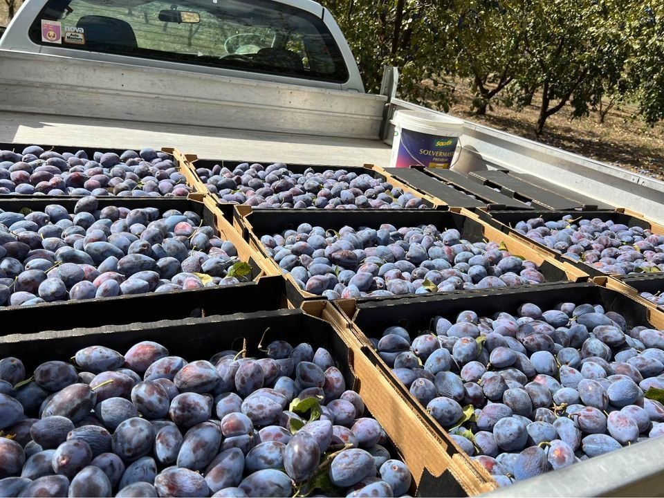 Fresh blueberry (organic fruit)-P - Image 7