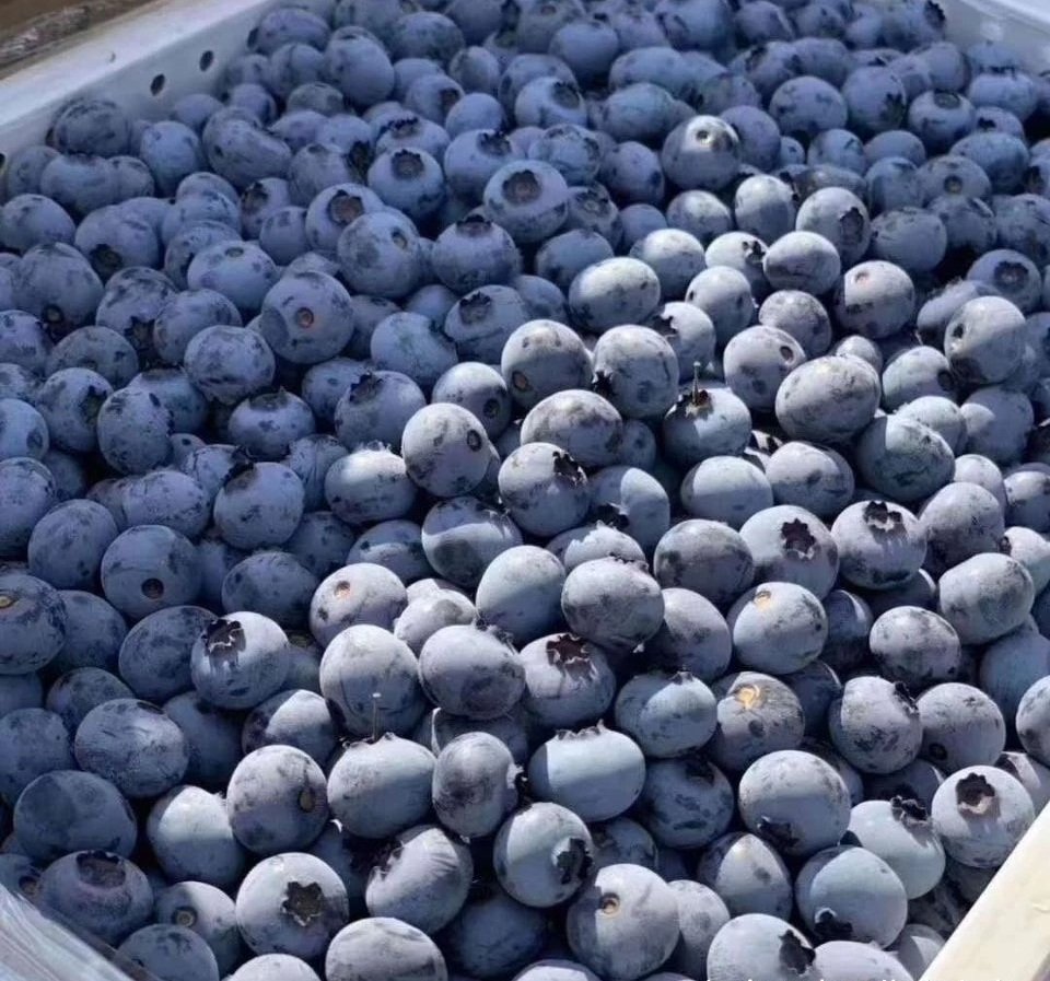 Fresh blueberry (organic fruit)-P - Image 5