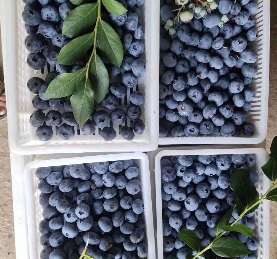 Fresh blueberry (organic fruit)-P - Image 6