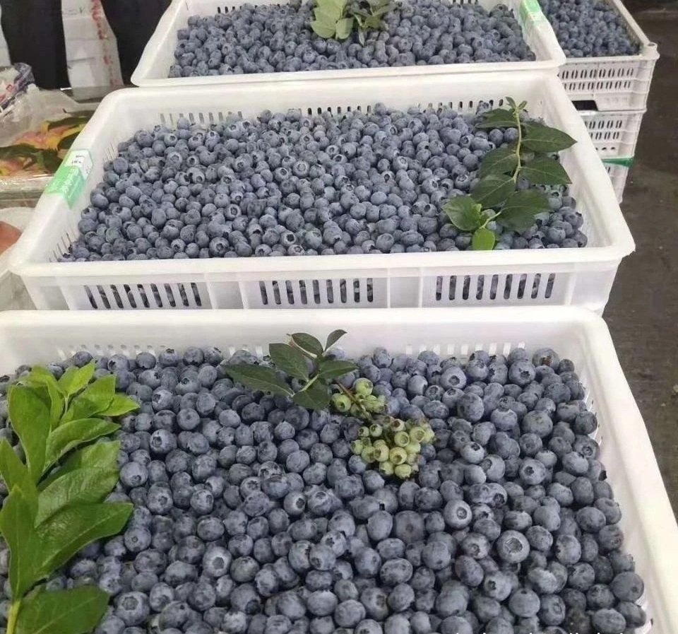 Fresh blueberry (organic fruit)-P - Image 8