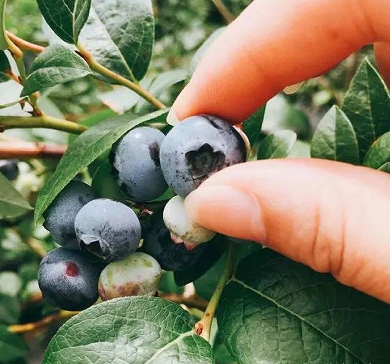 Fresh blueberry (organic fruit)-P - Image 4