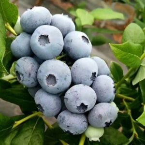 Fresh blueberry (organic fruit)-P