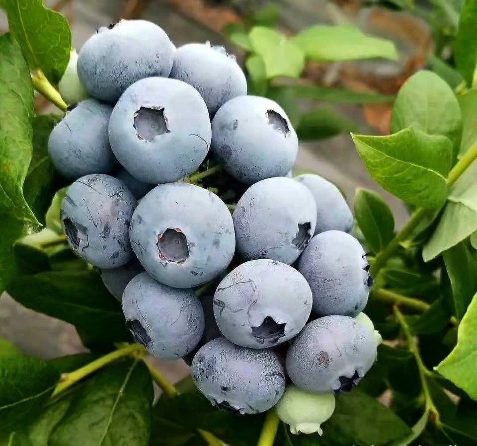 Fresh blueberry (organic fruit)-P